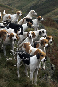Fell hounds on the hillside by Betty Fold Gallery